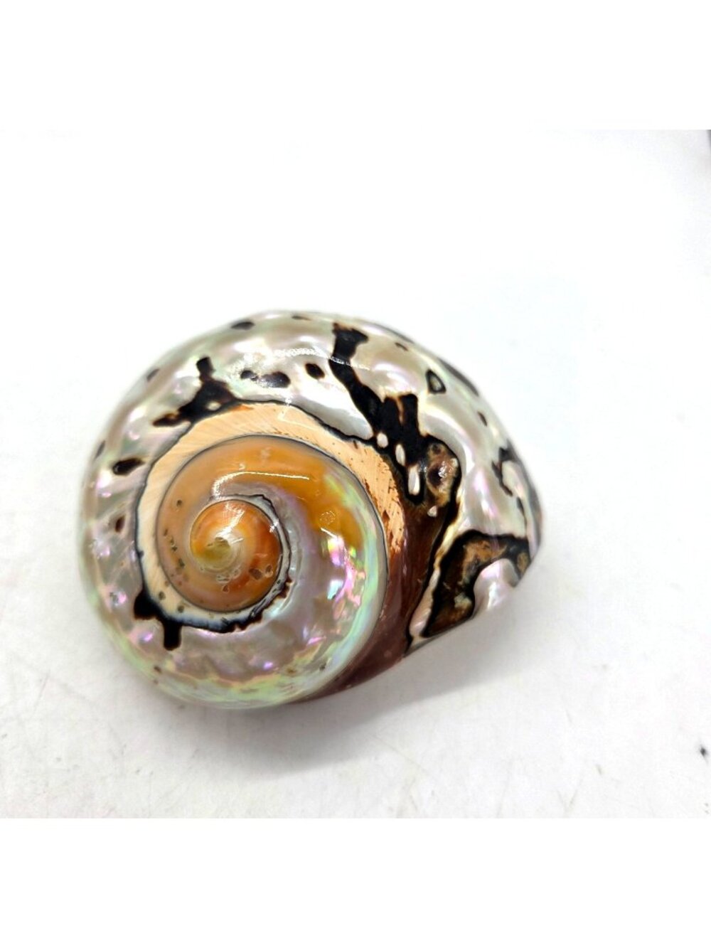 South African Polished Pearlescent Turbo Sarmaticus Shell 3.5 Inches hermit crab